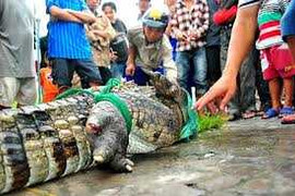 Thêm 5 con cá sấu xổng chuồng từ một trang trại