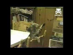 Mèo nhảy disco cực ngộ