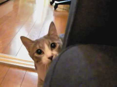 Chú mèo hành tung như Ninja