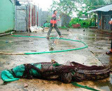 Cá sấu sổng chuồng: Còn 4 con chưa bắt được