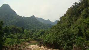 Cây sưa lớn nhất Việt Nam bị chặt trộm