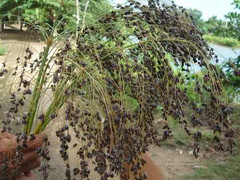 Cấm dân trồng cỏ lạ mọc 'nhanh như thổi'