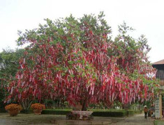 Lạ lùng “cây tình yêu” mang lại hạnh phúc ở Đà Lạt