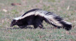 Hóa trang thành chồn hôi, nữ sinh mất mạng