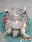 'Rùa thần' 500 tuổi có giá 30 triệu đồng?