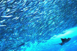 Khả năng tàng hình của cá