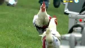 Thả gà vào sân, trêu ngươi đối thủ