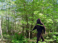 Giải mã bí ẩn “người rừng” ở An Giang