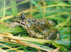 Ễnh ương Trung Quốc bị tiêm kháng sinh cấm