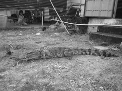 Bắt cá sấu nặng 30 kg gần trường học