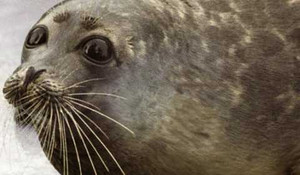 Vũ khí đặc biệt của Nga ở Bắc cực