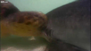 Rùa biển tấn công cá mập