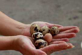 Ảnh: Kỳ lạ trứng gà bé bằng ngón tay