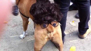 Chú chó có chiếc mông ngộ chưa từng thấy