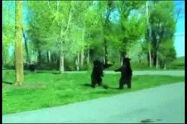 Những miếng đòn 'độc' của gấu khi đánh nhau