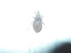 Bình Định: Bọ xít hút máu người trở lại