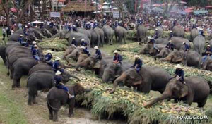 Đến Thái Lan uống cafe... phân voi