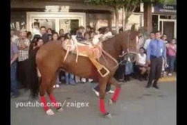 Ngựa cũng nhảy... Gangnam Style