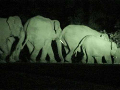 Vào rừng đào mai, một công an viên bị voi quật chết