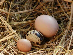 Trứng gà bé nhất thế giới có mặt ở Hà Nội?