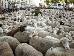 2.000 chú cừu làm ách tắc thủ đô Tây Ban Nha
