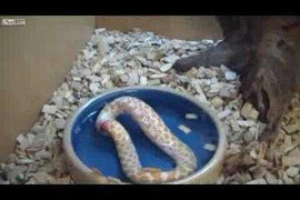 Chú rắn quằn quại tự nuốt chính mình