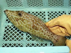 Thế giới 24h: Bắt được cá lạ độc gấp 50 lần cá nóc