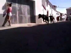 Cô gái chạy trốn bò, lao thẳng vào... tường