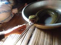 Bắt được cá kỳ dị ở Hòa Bình