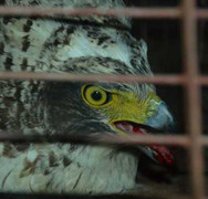 Chim lạ bị người dân bắn hạ