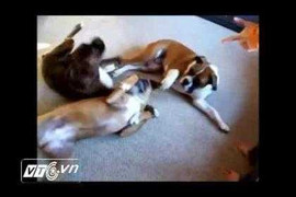 Khi vật nuôi giả chết