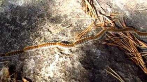 Clip ấn tượng: Sâu bướm dài hàng mét đi như đoàn tàu