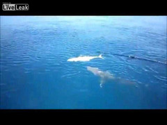 Cá mập cướp cá của người đi câu