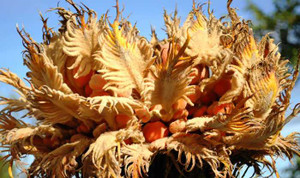 Đẹp lạ lùng cây vạn tuế nở trái vàng rực ở Đà Lạt