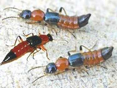 Hà Nội: Bệnh viêm da do kiến ba khoang tăng đột biến