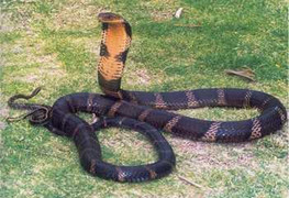 Đi bắt rắn, bị rắn hổ mang cắn chết