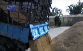 Hàng chục tấn gạo Đài Loan chứa thuốc trừ sâu vượt mức