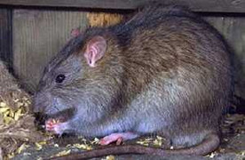 Chuột cắn, hai cha con cùng nhập viện