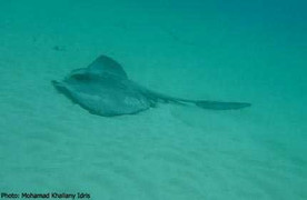 Bị cá đuối chích, một ngư dân tử vong