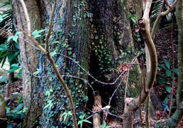 Chuyện 'cụ sưa cụt đầu' có giá cả trăm tỷ đồng