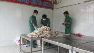 Nhiều con hổ, gấu bốc mùi trên xe khách