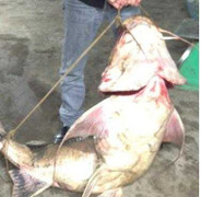 Bắt được một trong 'tứ quý hà thuỷ' trên sông Gâm