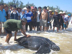 Bắt được rùa biển lạ nặng trên 300 kg