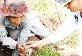 Sát thủ giấu mặt từ chuột