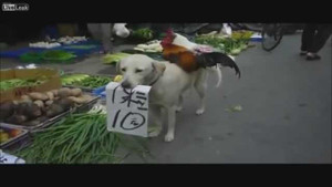 Chó cõng đôi gà ra chợ... bán