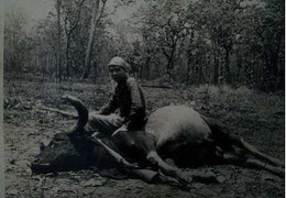 Bí ẩn về loài bò xám huyền thoại ở Việt Nam