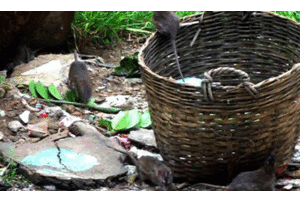 Chuột hoành hành ở TP.HCM: Nhiều người nhiễm bệnh