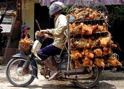 Phân biệt gà thải nhập lậu với gà thường thế nào?