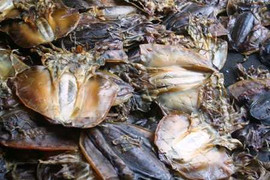 Điểm mặt hoá chất có trên mực khô, cá khô