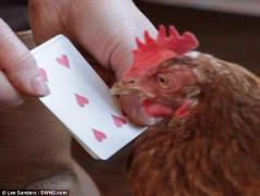 Khả năng tính toán đáng kinh ngạc của cô gà mái